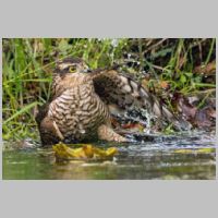 2020 2nd Bill Lester - Sparrowhawk